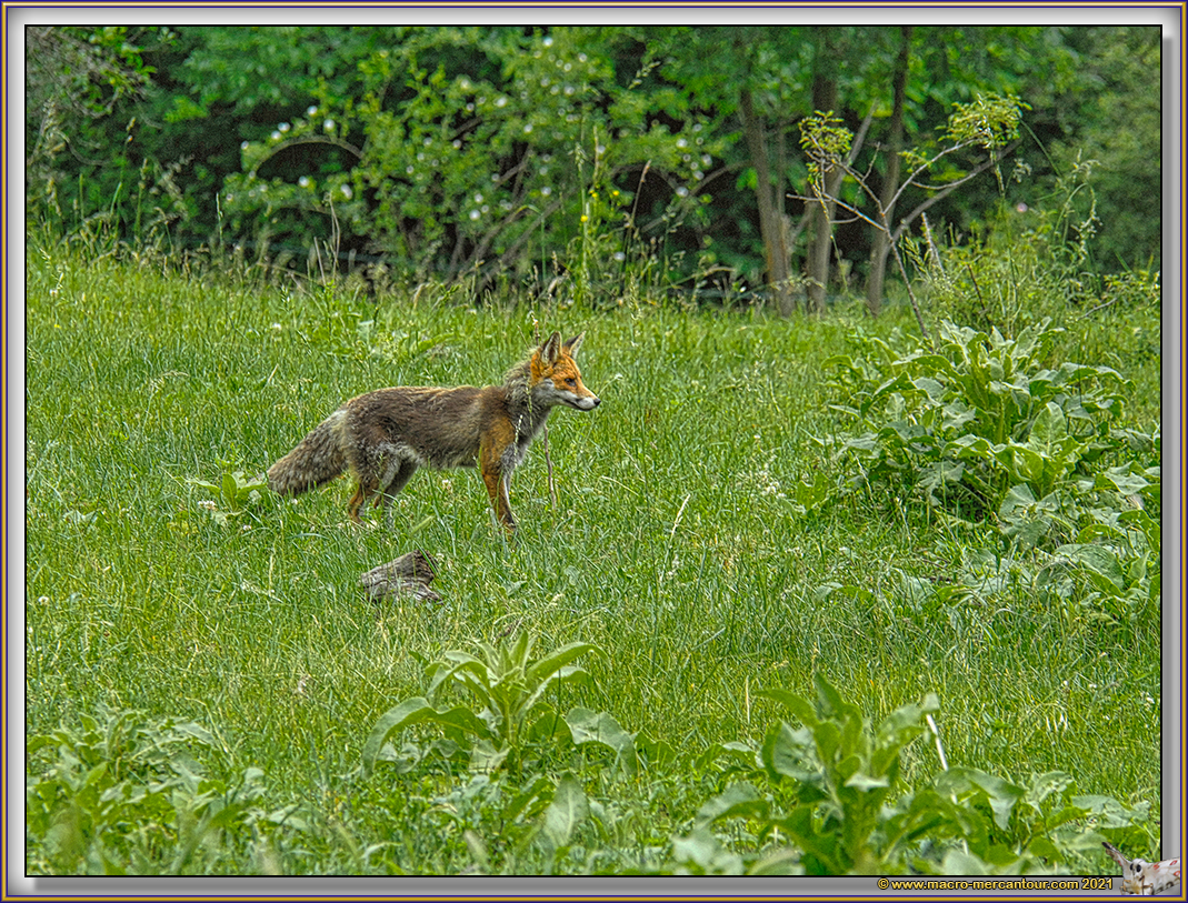 Renard